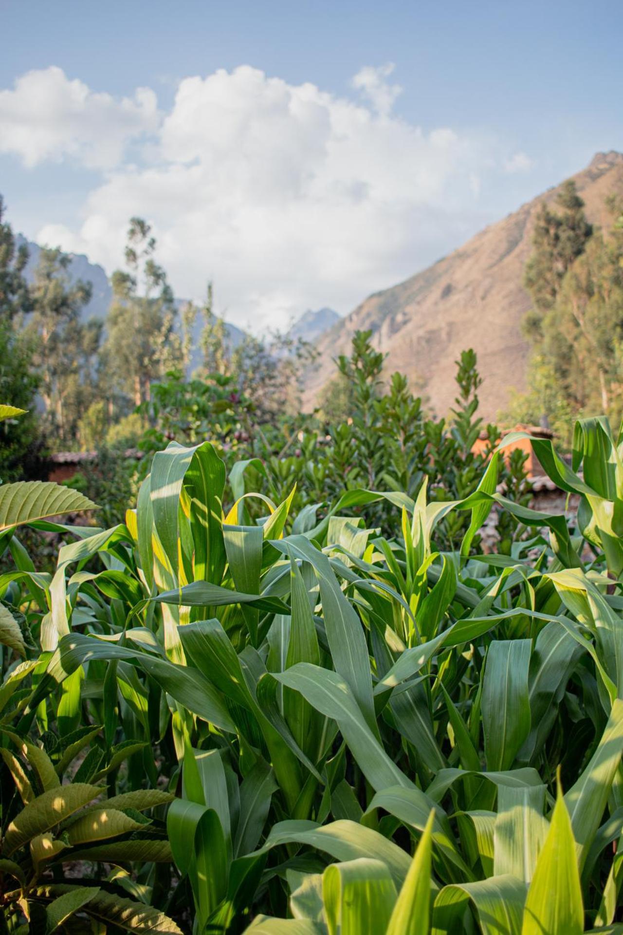 Allin Illary Eco Hospedaje Urubamba Ngoại thất bức ảnh