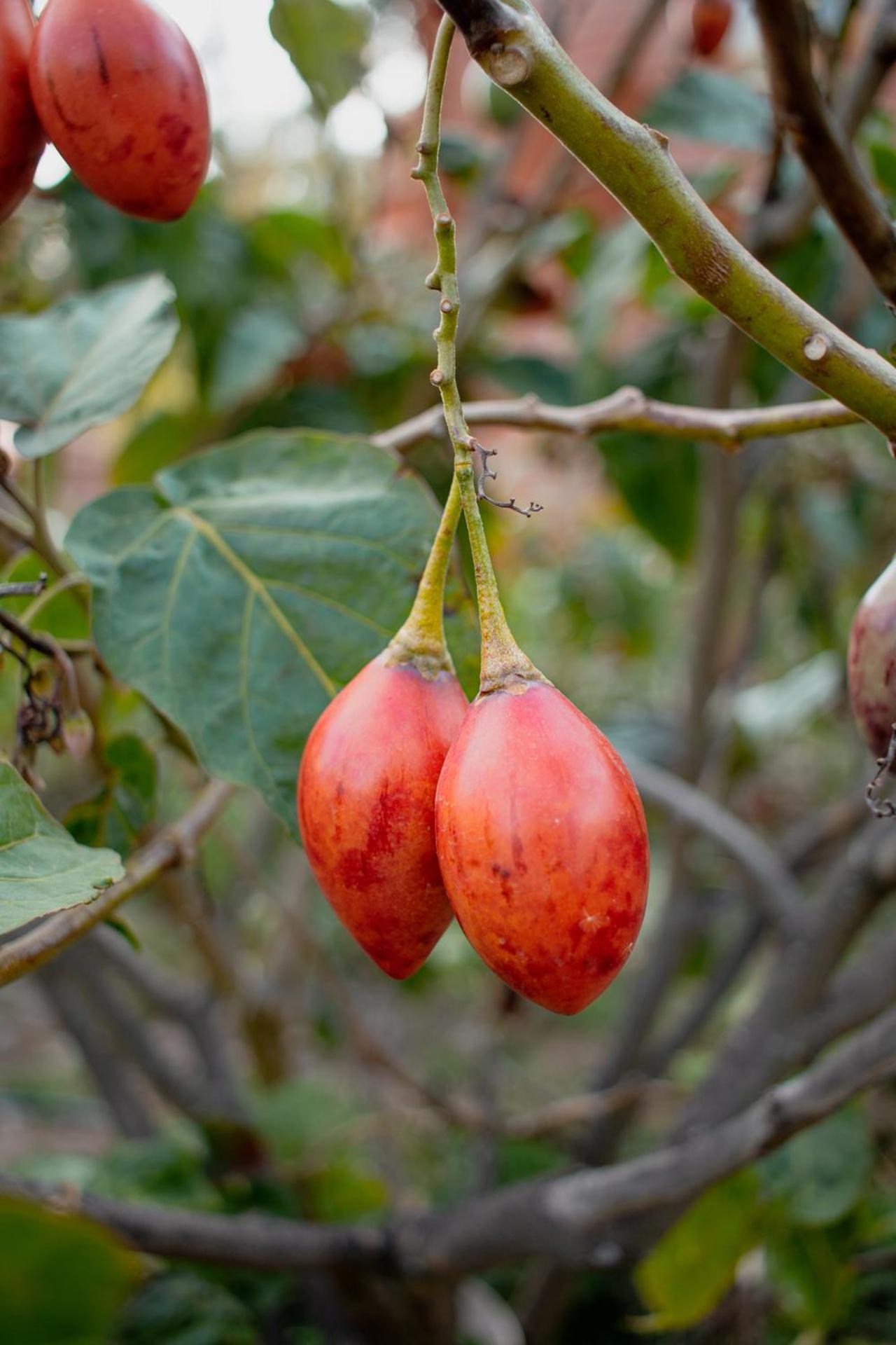 Allin Illary Eco Hospedaje Urubamba Ngoại thất bức ảnh